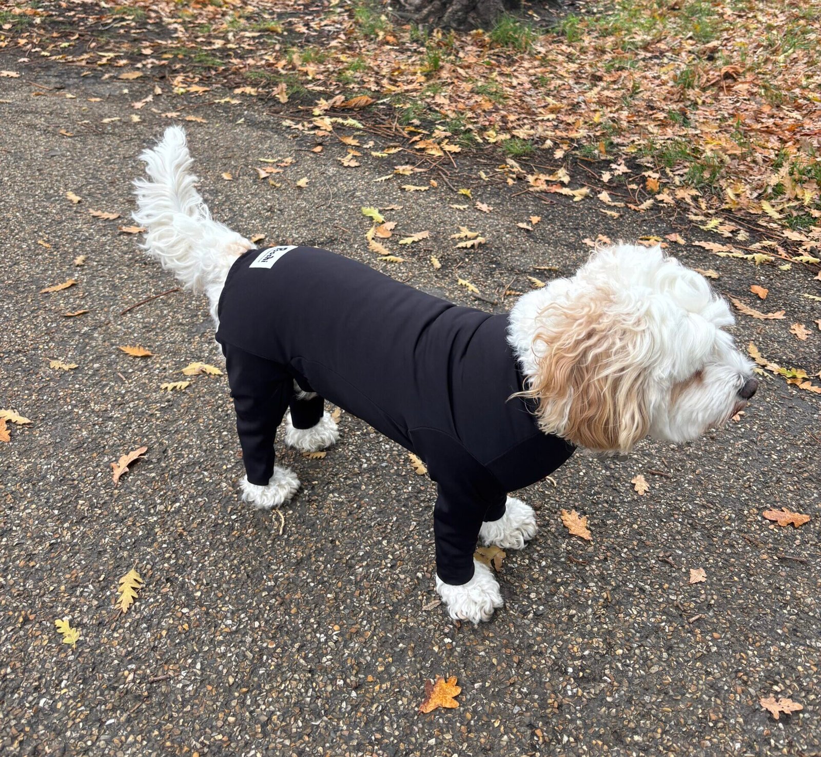 Poochi sporty black dog coat