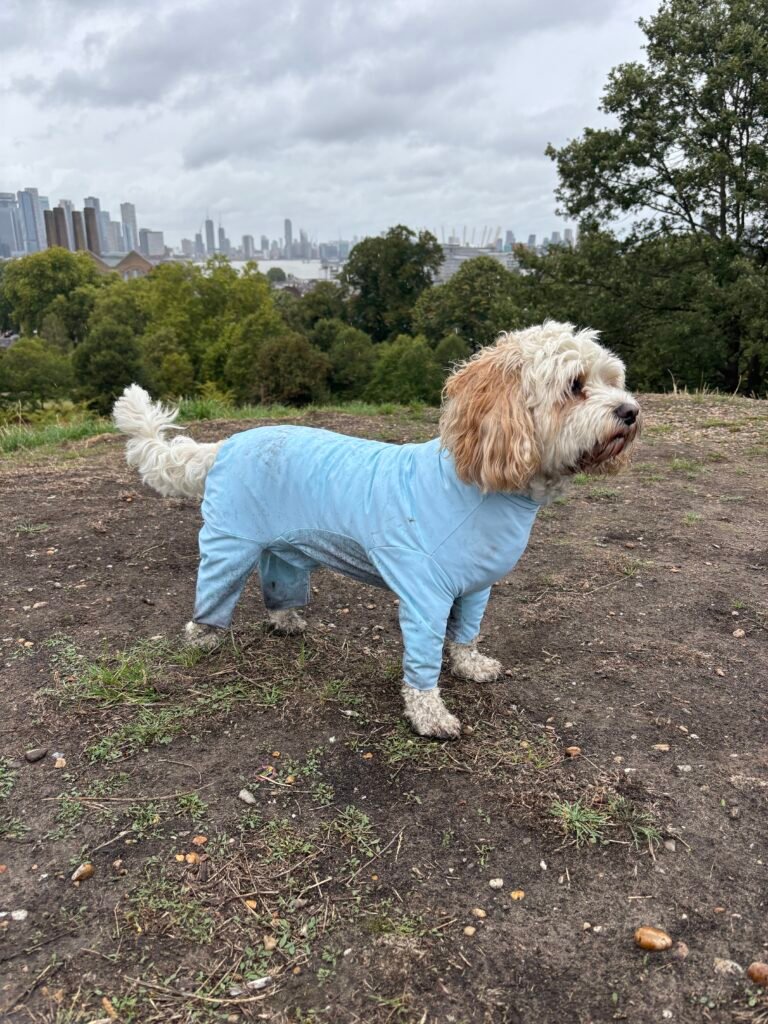 Aqua Blue Dog Coat by Poochi
