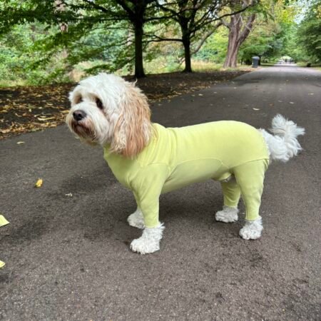 Dog wearing Citrus Breeze Dog Coat from Poochi