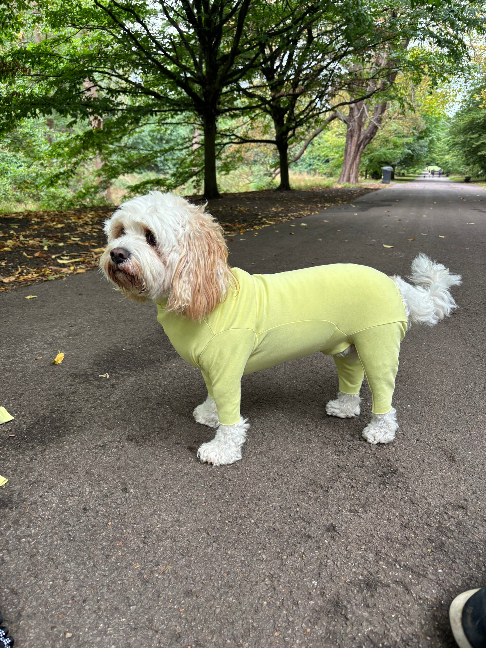 Dog wearing Citrus Breeze Dog Coat from Poochi