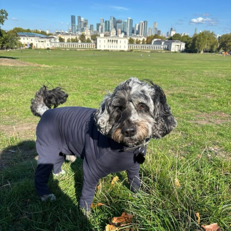 Navy essential dog coat
