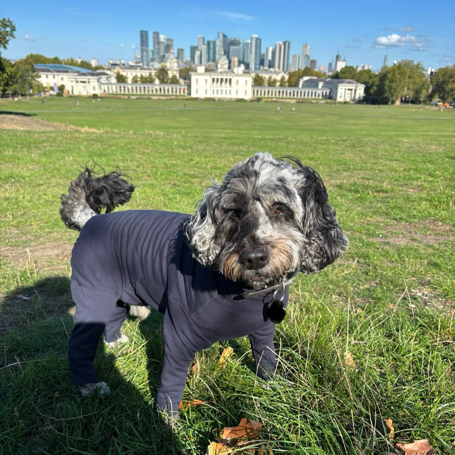 Navy essential dog coat