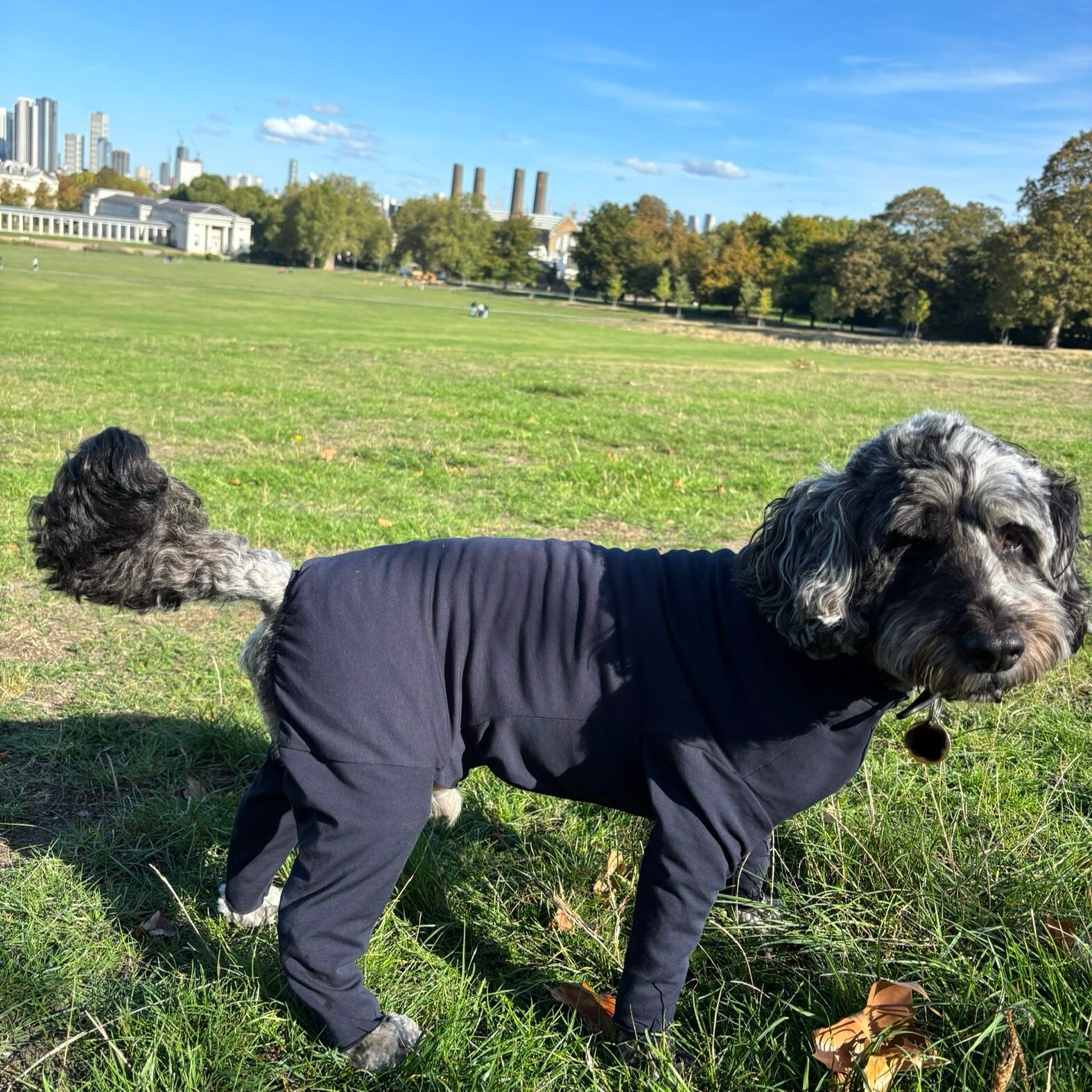 navy essential dog coat