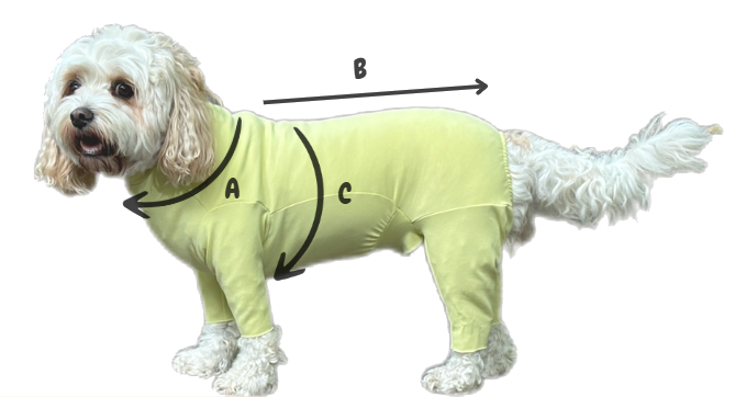 Dog wearing coat