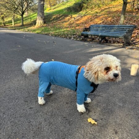 Dusty Blue Fleece Dog Coat