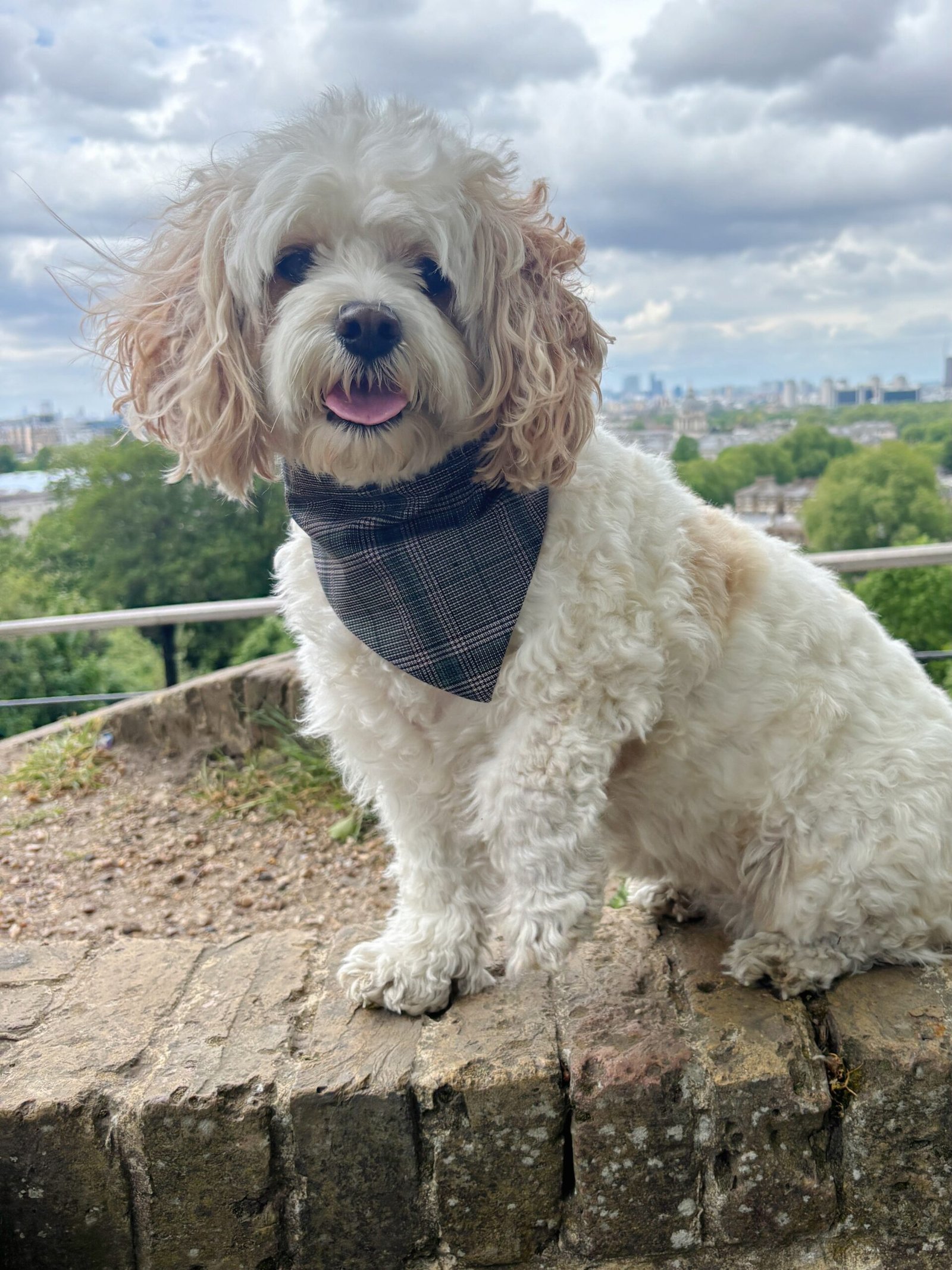 Poochi Dog Bandana classic London Green check fabric