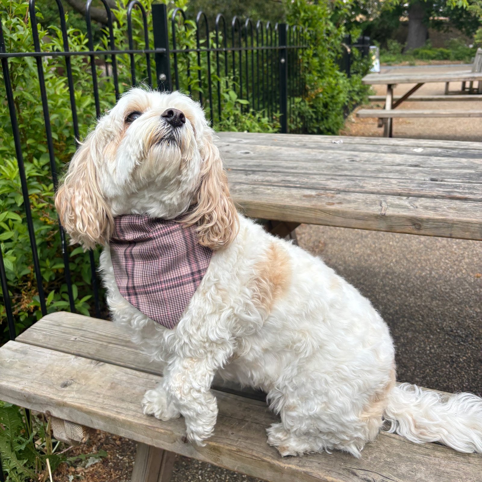 Pink Check Dog Bandana - Image 9